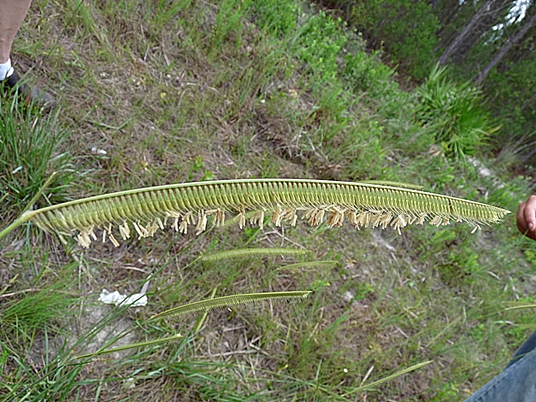 {Ctenium floridanum}
